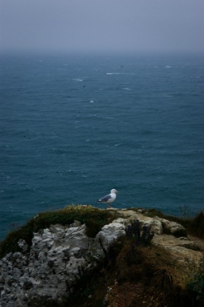 Mouette d'Etretat