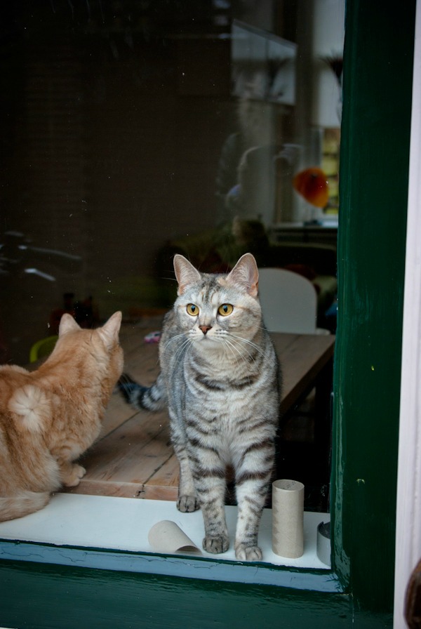 utrecht chat hollandais