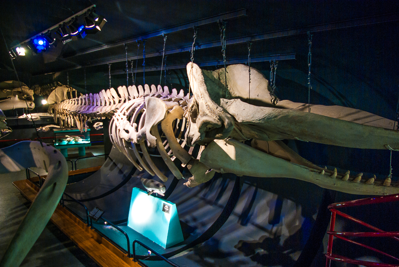 musee-histoire-naturelle-baleine