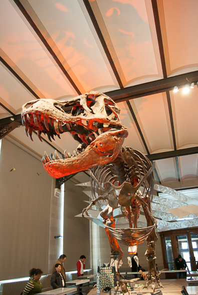 musee-histoire-naturelle-dino