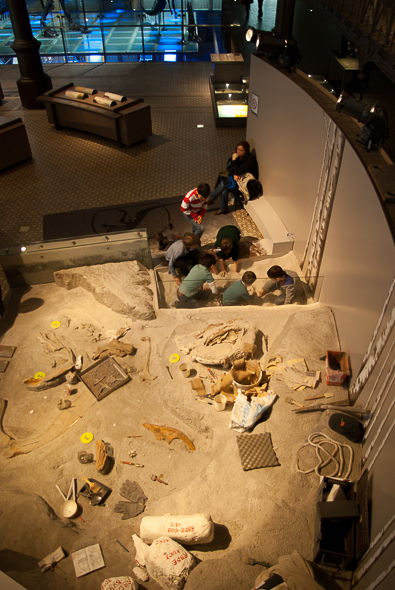 musee-histoire-naturelle-enfant