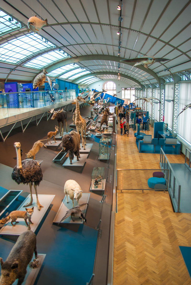 musee-histoire-naturelle-evolution