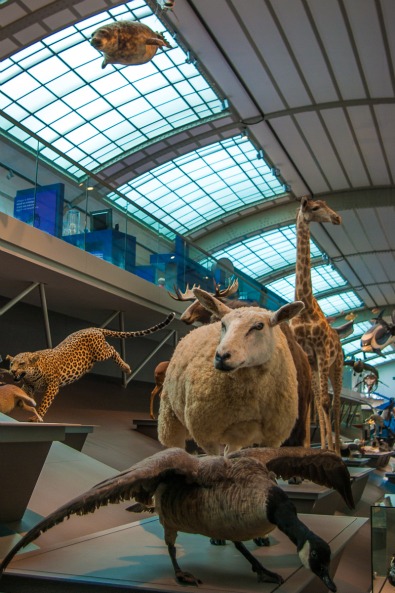 musee-histoire-naturelle-galerie