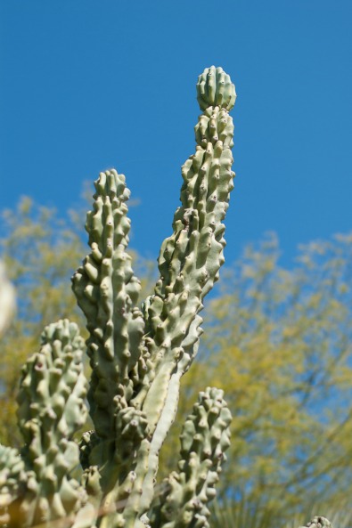barcelone-montjuic-botanique-cactus