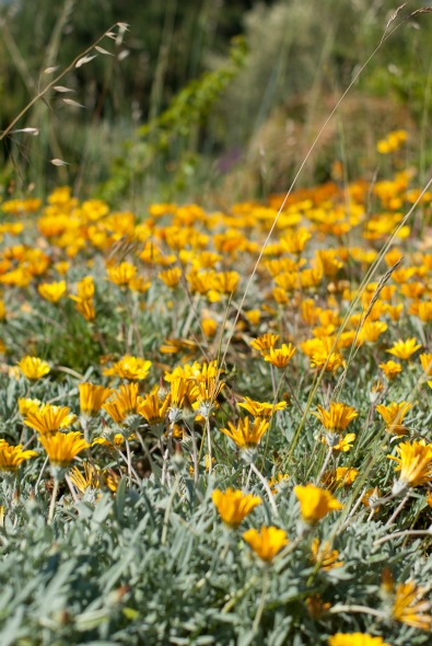 barcelone-montjuic-botanique-fleurs