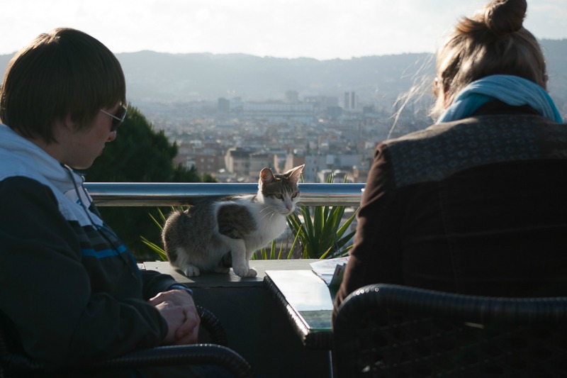 barcelone-montjuic-chat-3