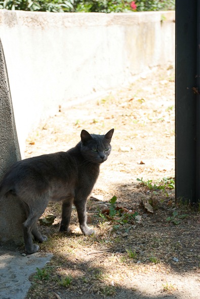 barcelone-montjuic-chat