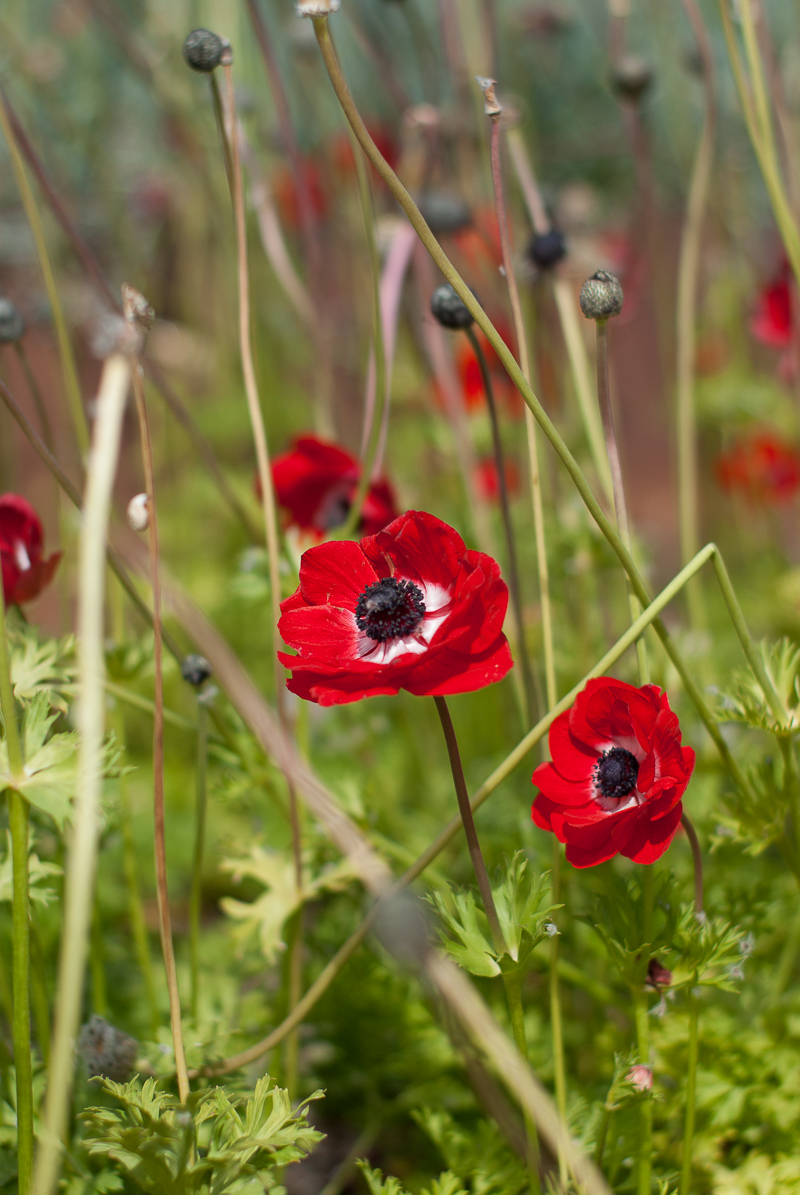 barcelone-montjuic-coquelicot-2