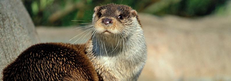 loutre-zoo-de-vincennes