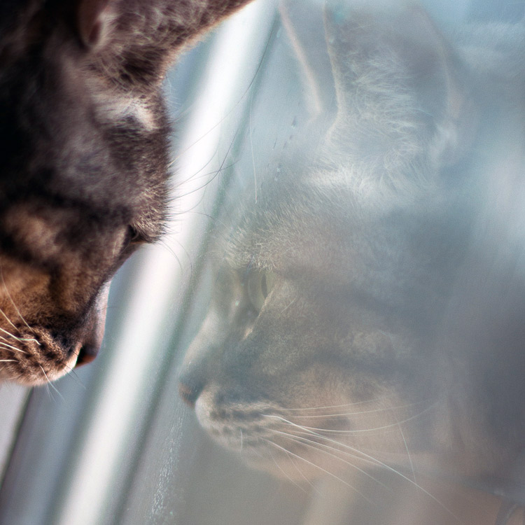 reflet-chat-gris-kennedy