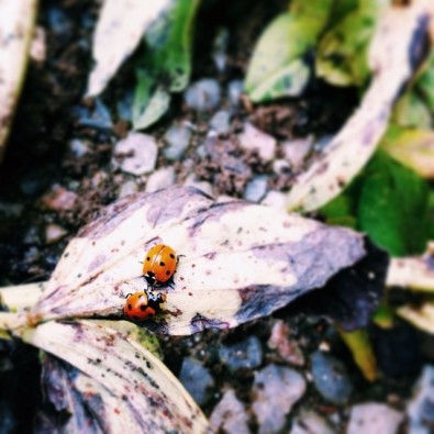 coccinelles-jardin