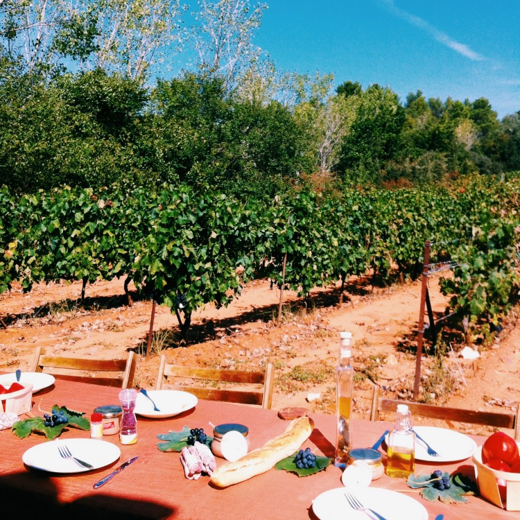 pique-nique-dans-les-vignes-vaucluse-ventoux