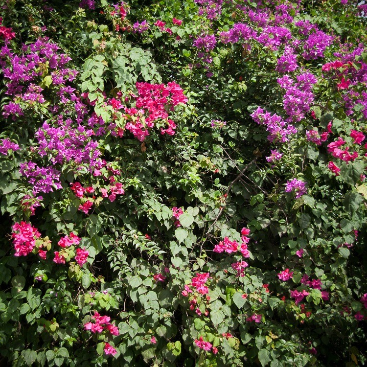 martinique-habitation-clement-hibiscus (2 sur 1)