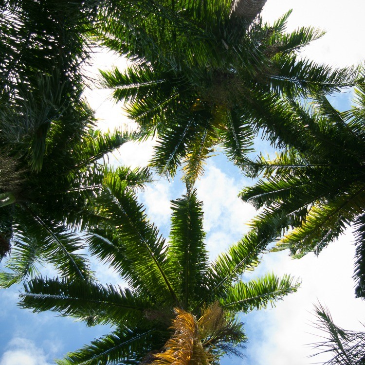 martinique-habitation-clement-palmiers (2 sur 1)