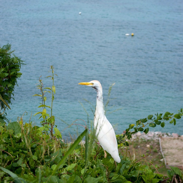 aigrette-pique-boeuf-sainte-anne-oiseau-martinique