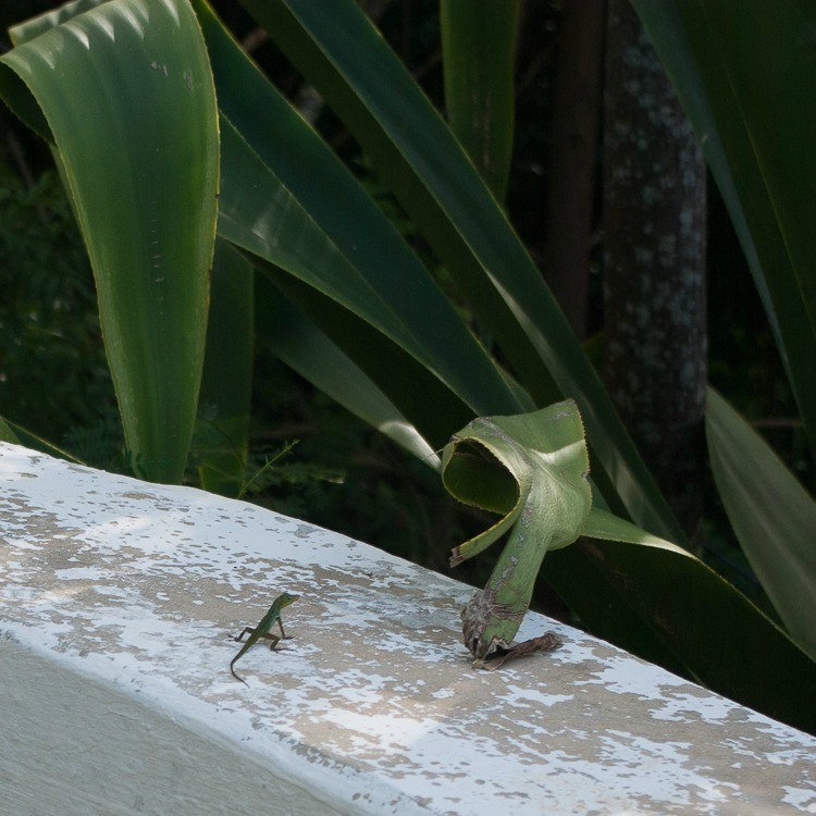 sainte-anne-maison-lezard-martinique