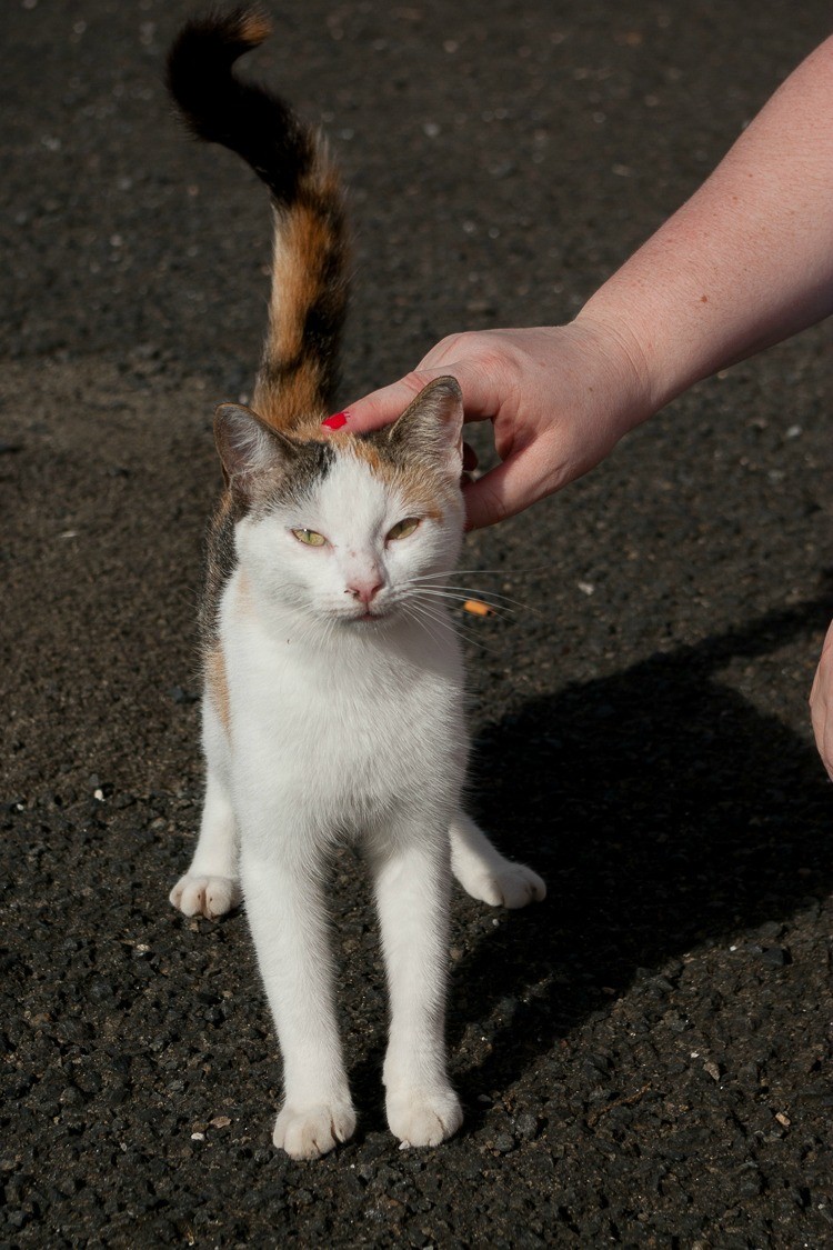 sainte-anne-yole-martinique-chat