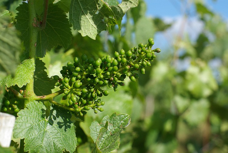 Vigne-Coteaux-du-saillant-vezere-vigne