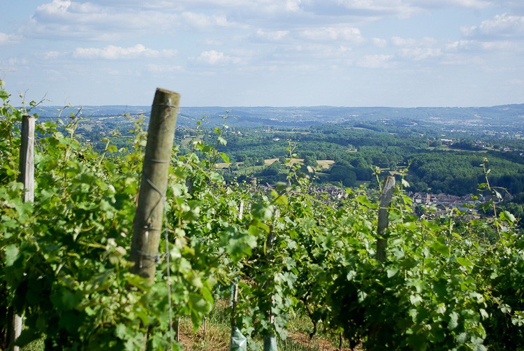 coteaux-du-saillant-Vezere-vigne