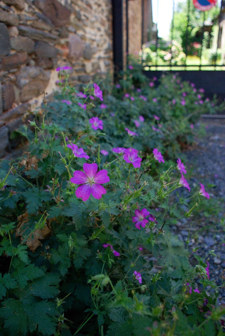 saillant-allassac-fleurs