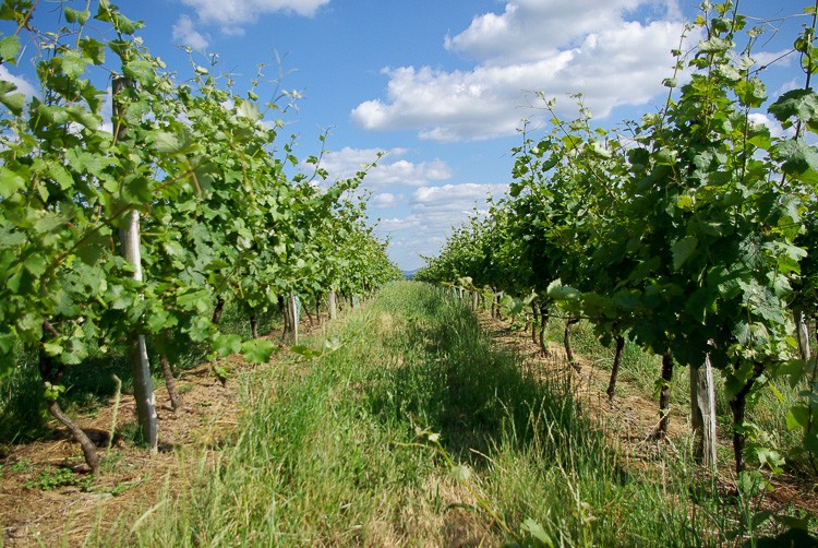 vigne-coteaux-du-saillant-vezere