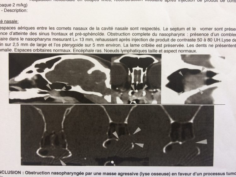 scanner tumeur chat nez