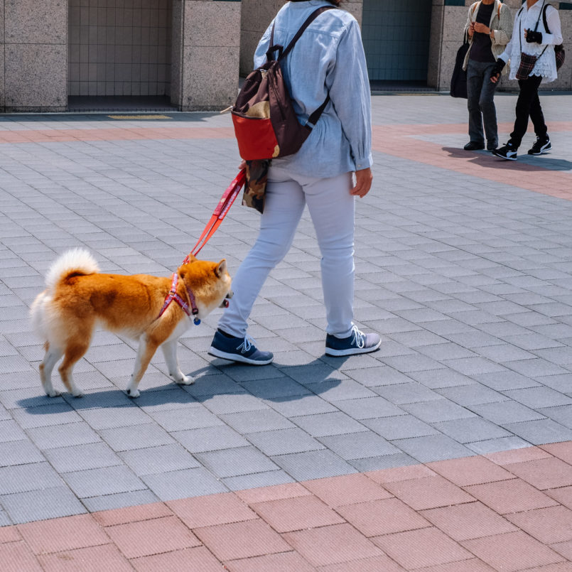 Japanese dog